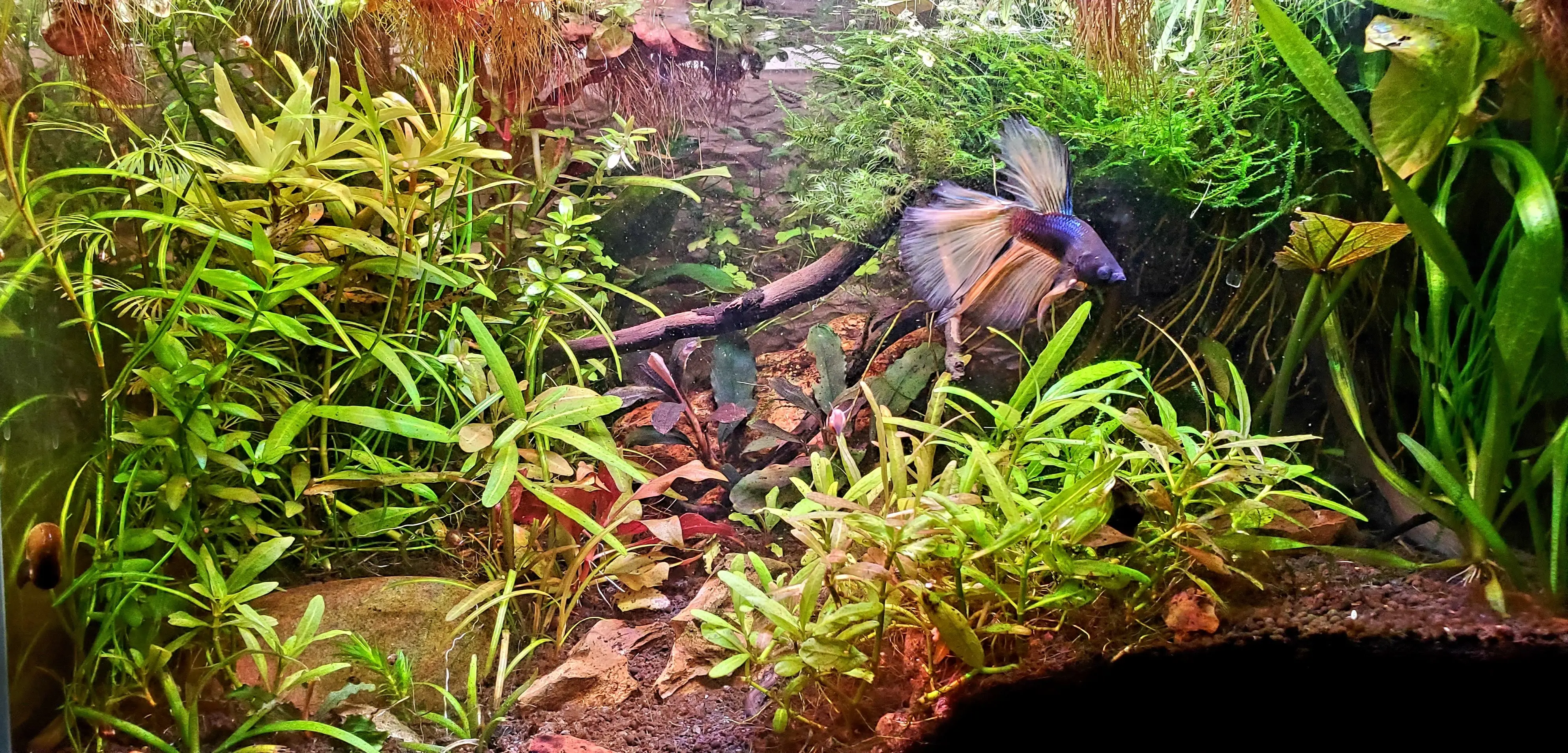 Custom Local Aquarium