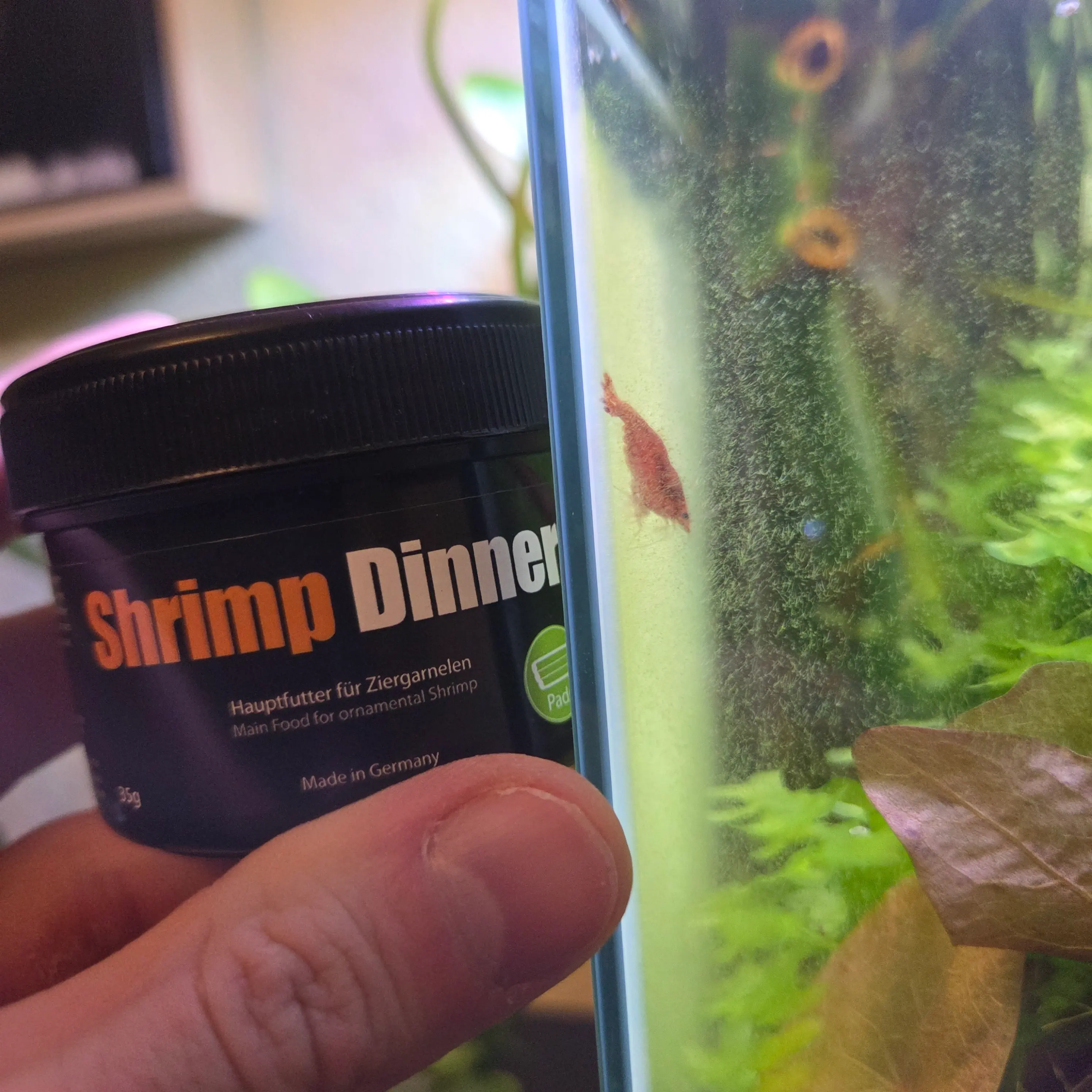 Shrimp Dinner
