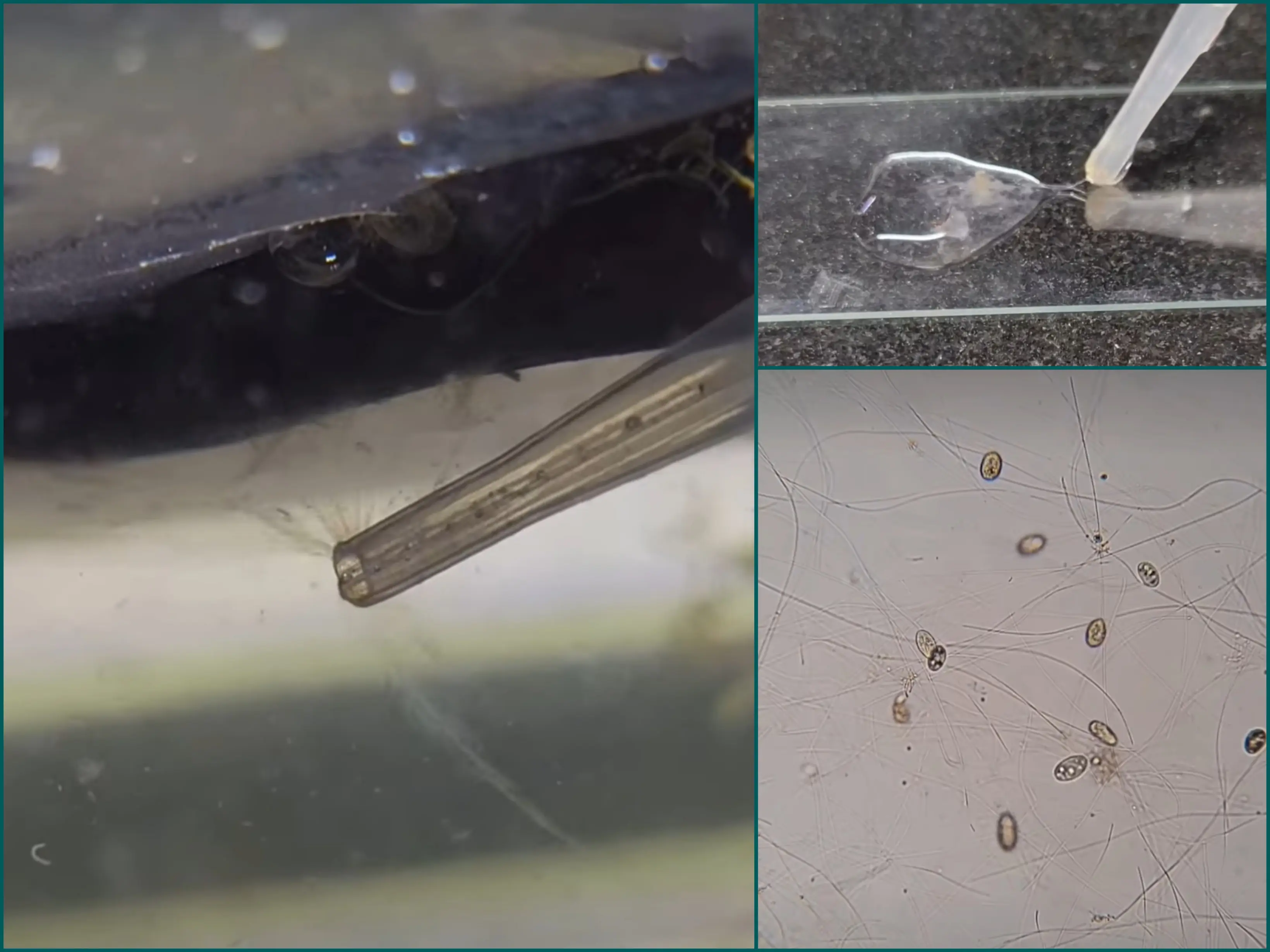 Microscopic view of water mold