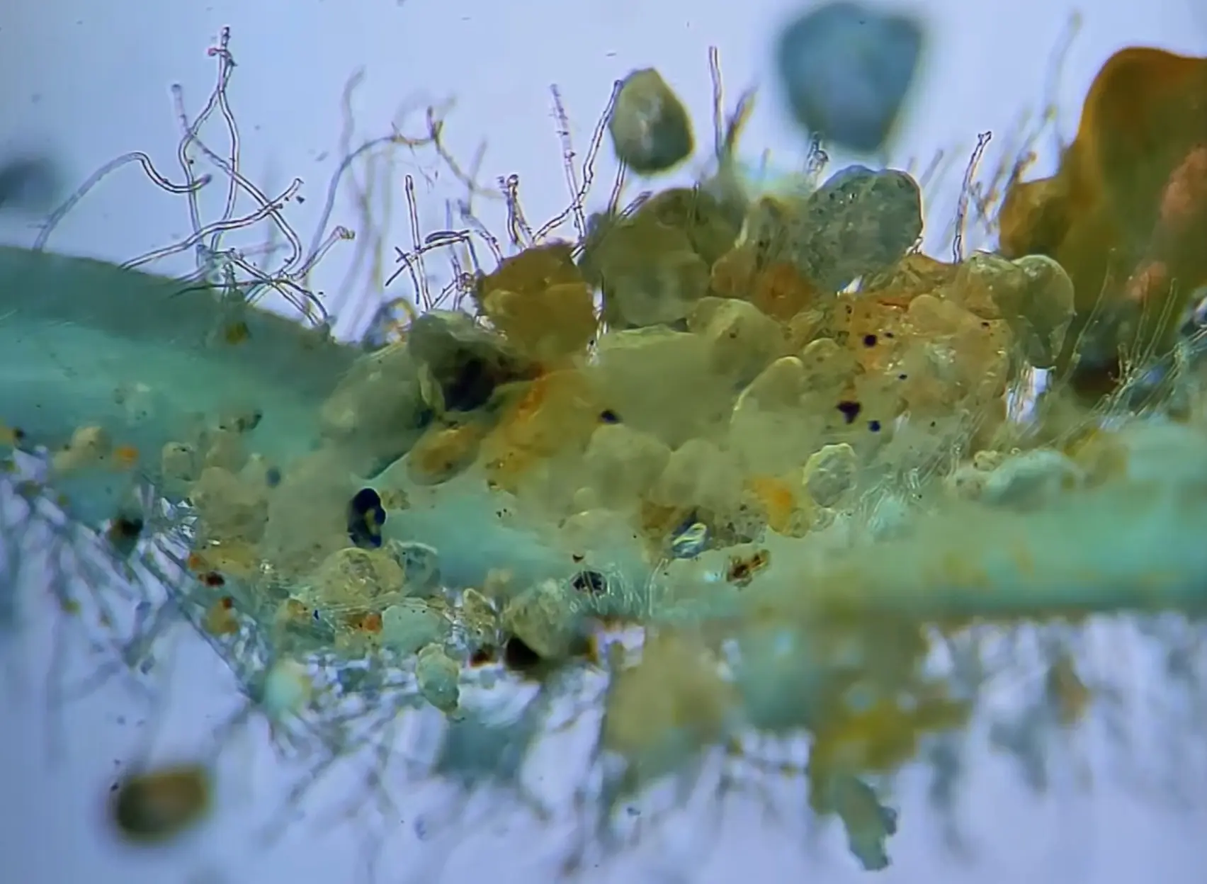 True aquatic fungi integrating into substrate