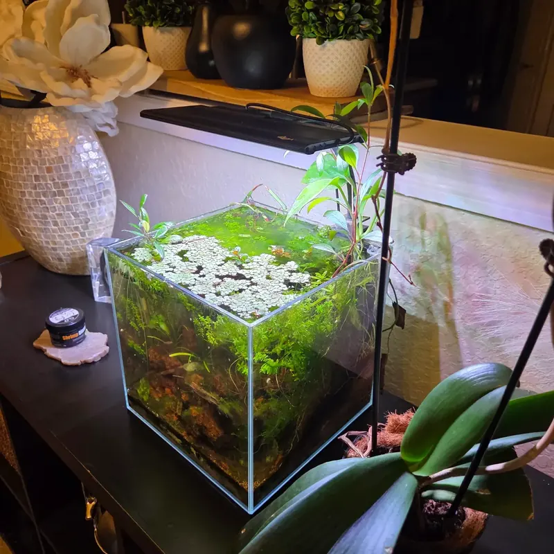 AQQA clip light on a gooseneck over my nano cube