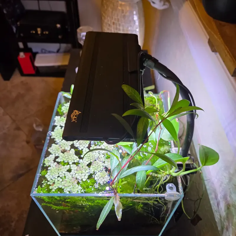 The AQQA light head from above, over floating plants in the nano cube