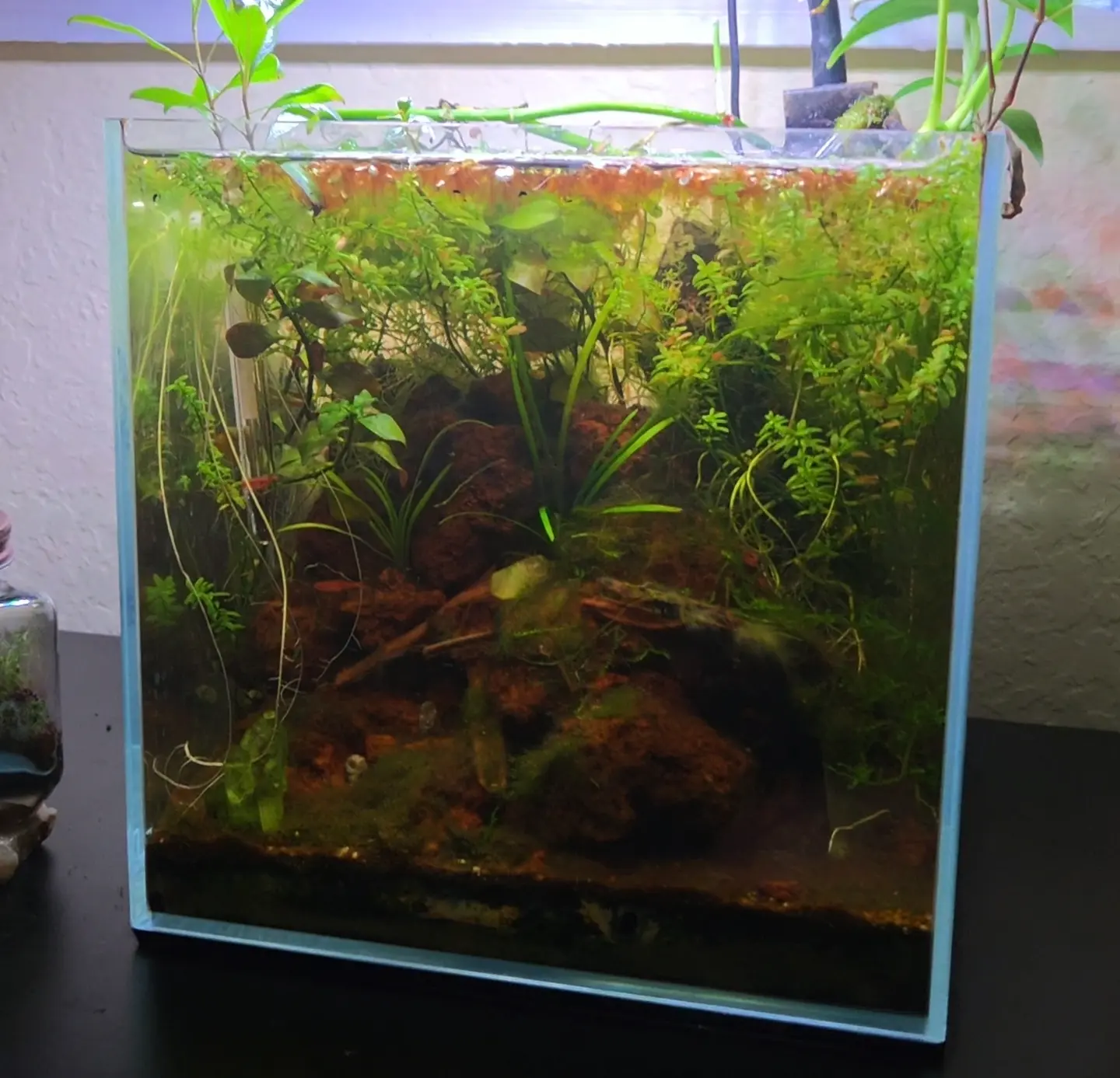 A small cube tank with plants and moss