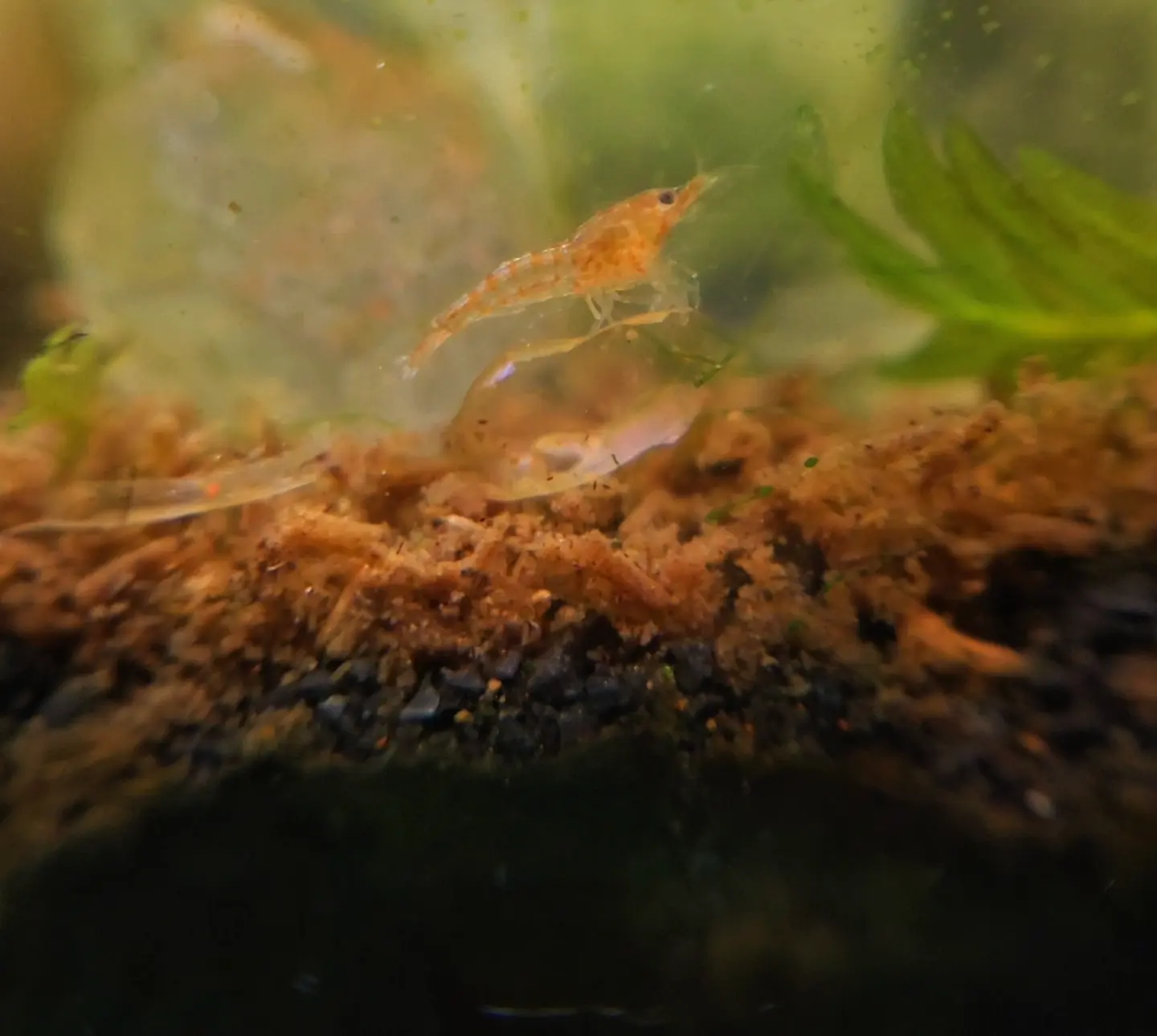Mature planted aquarium with visible mulm and microfauna