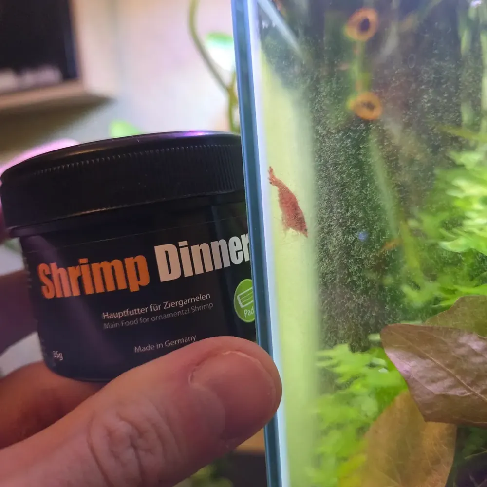 GlasGarten Shrimp Dinner pack held up beside the tank glass