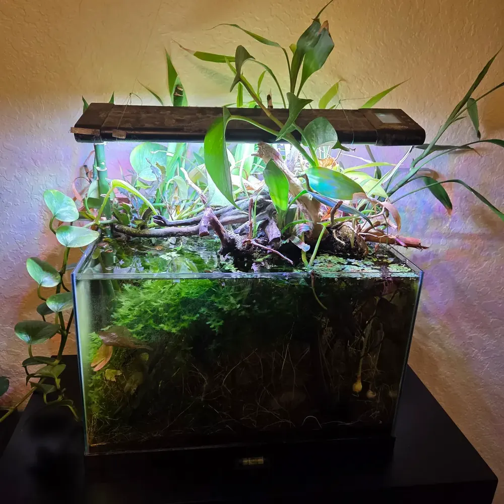Hygger programmable LED over my planted tank
