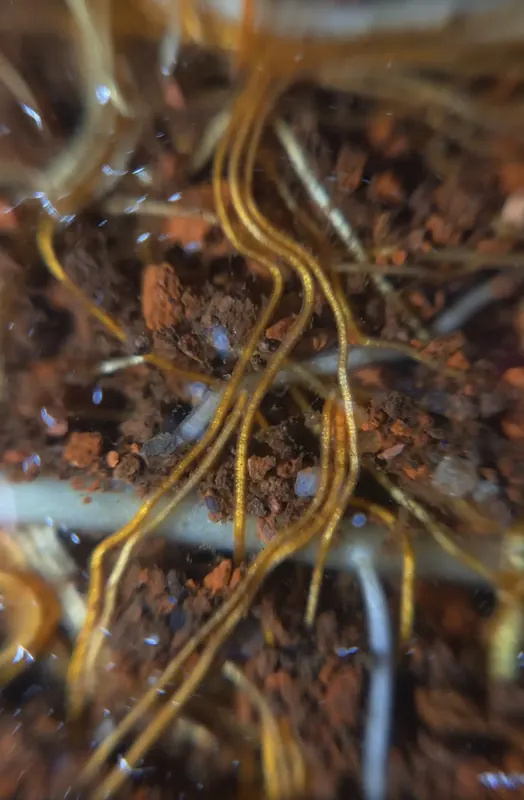 Macro shot of plant roots through the aquarium glass