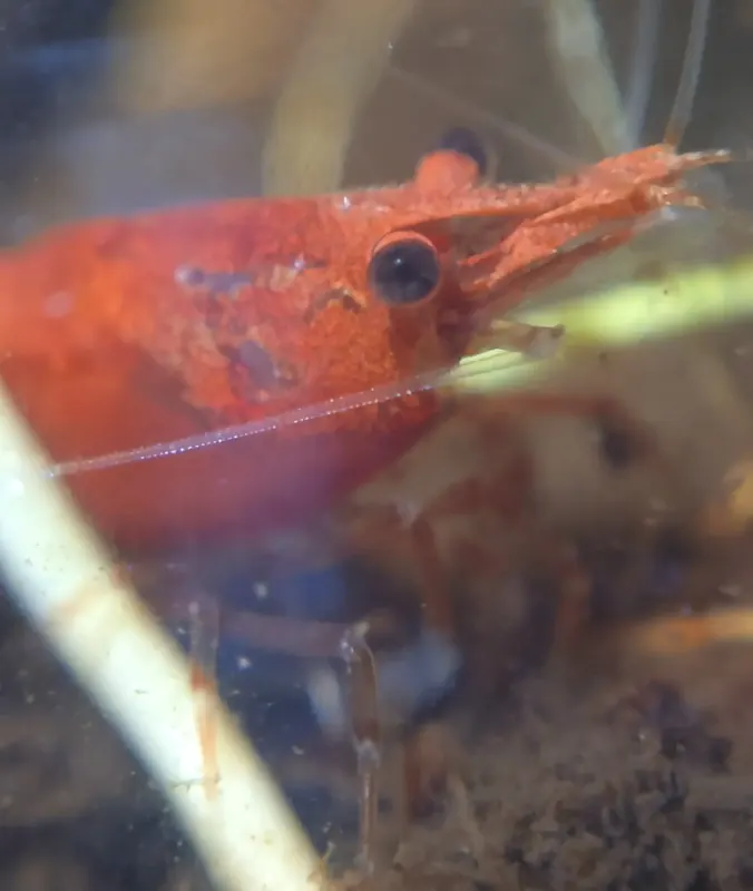 Macro shot of a shrimp through the aquarium glass