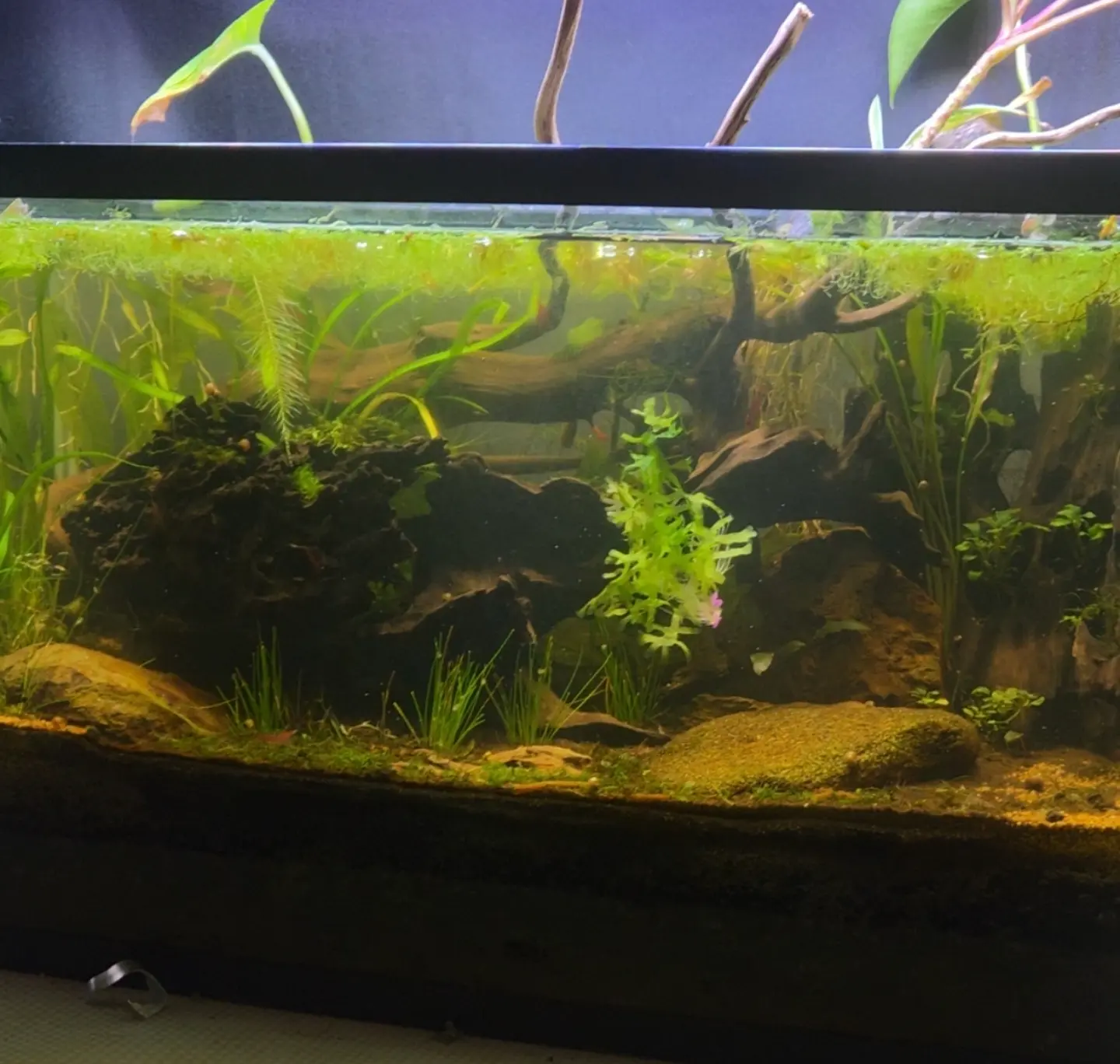 Long planted tank with plants growing above the waterline