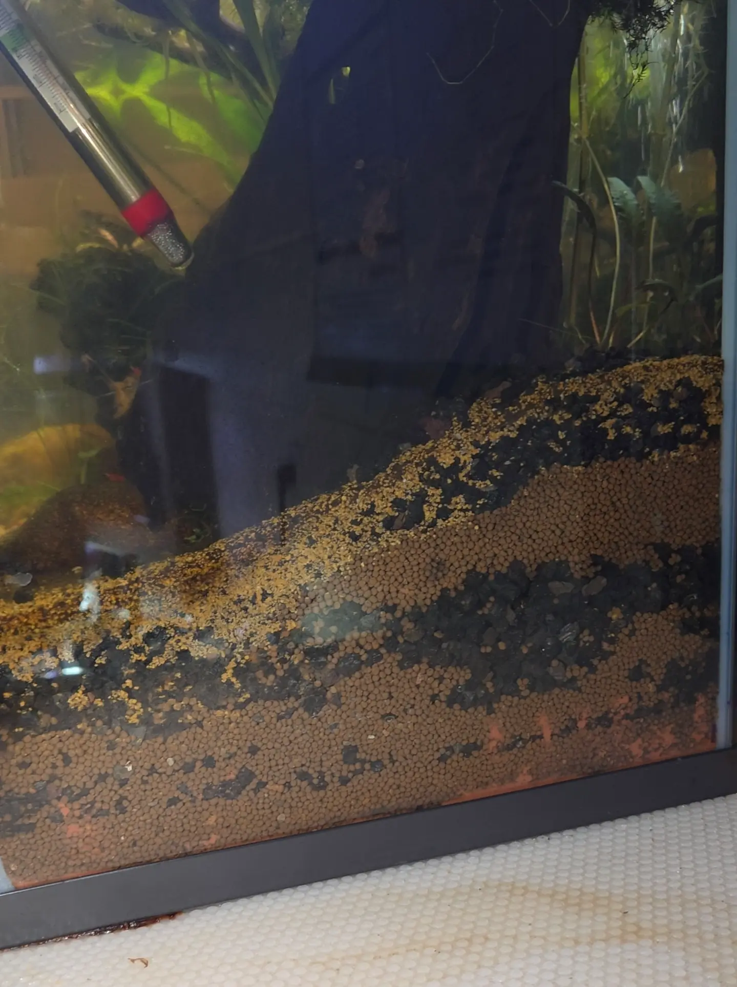 Substrate layers in a SLESS tank showing pioneer to climax succession