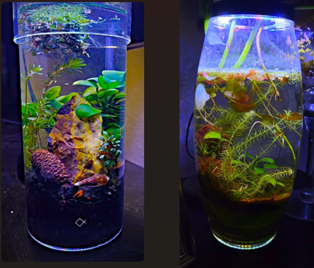 Jarrarium Kit