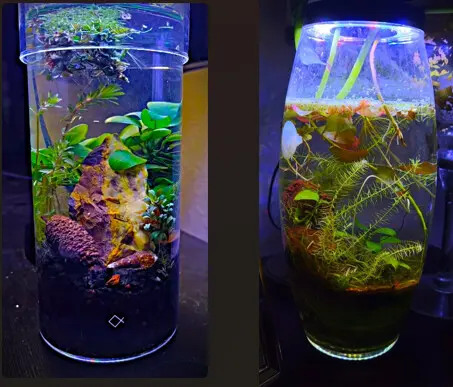 The SLESS Jarrarium
