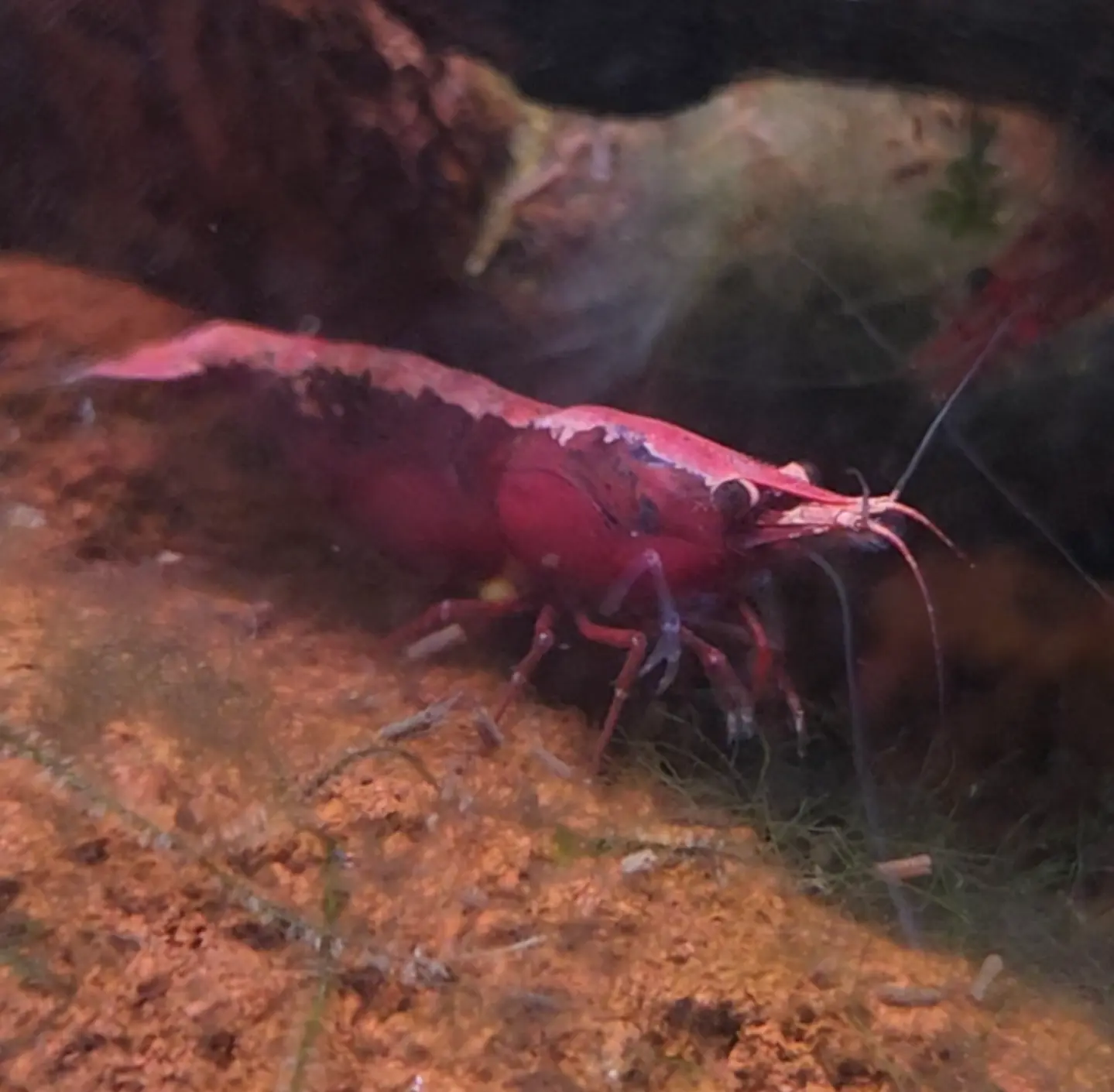 Red Cherry Shrimp