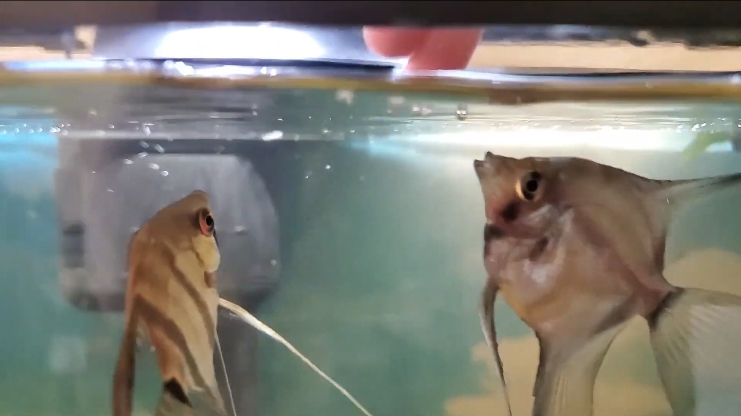 Hand feeding angel fish