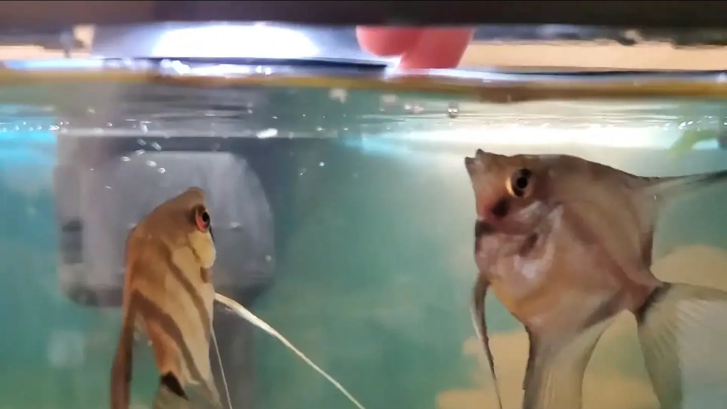 Hand feeding angel fish